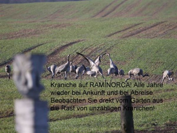 Kraniche auf RAMINORCA